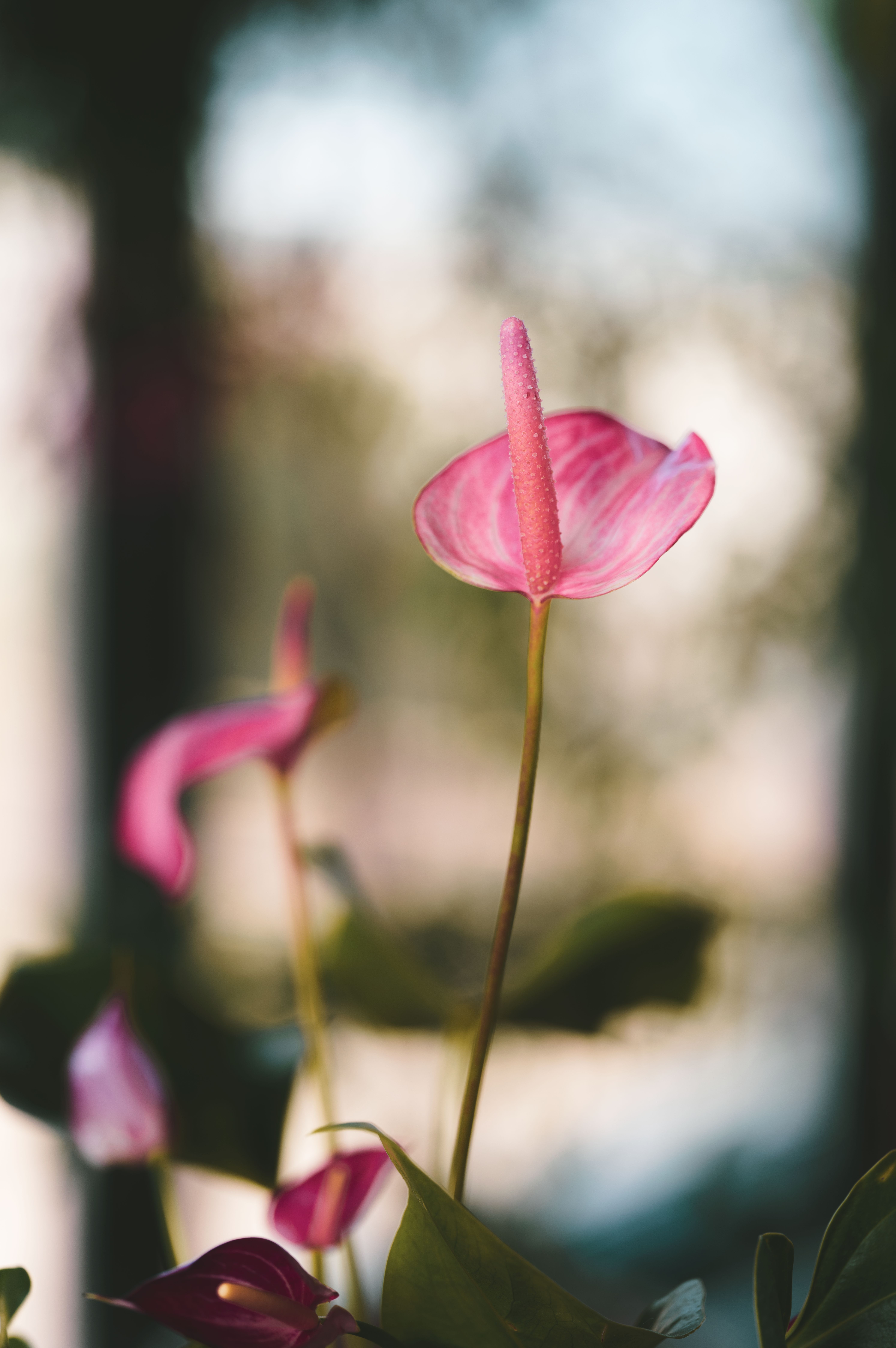 Anturium Andrego Flowers  Free Stock Photo