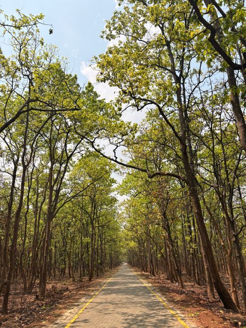 Free Serene path through lush forest under sunny skies in Durgapur, India, inviting tranquility and exploration. Stock Photo