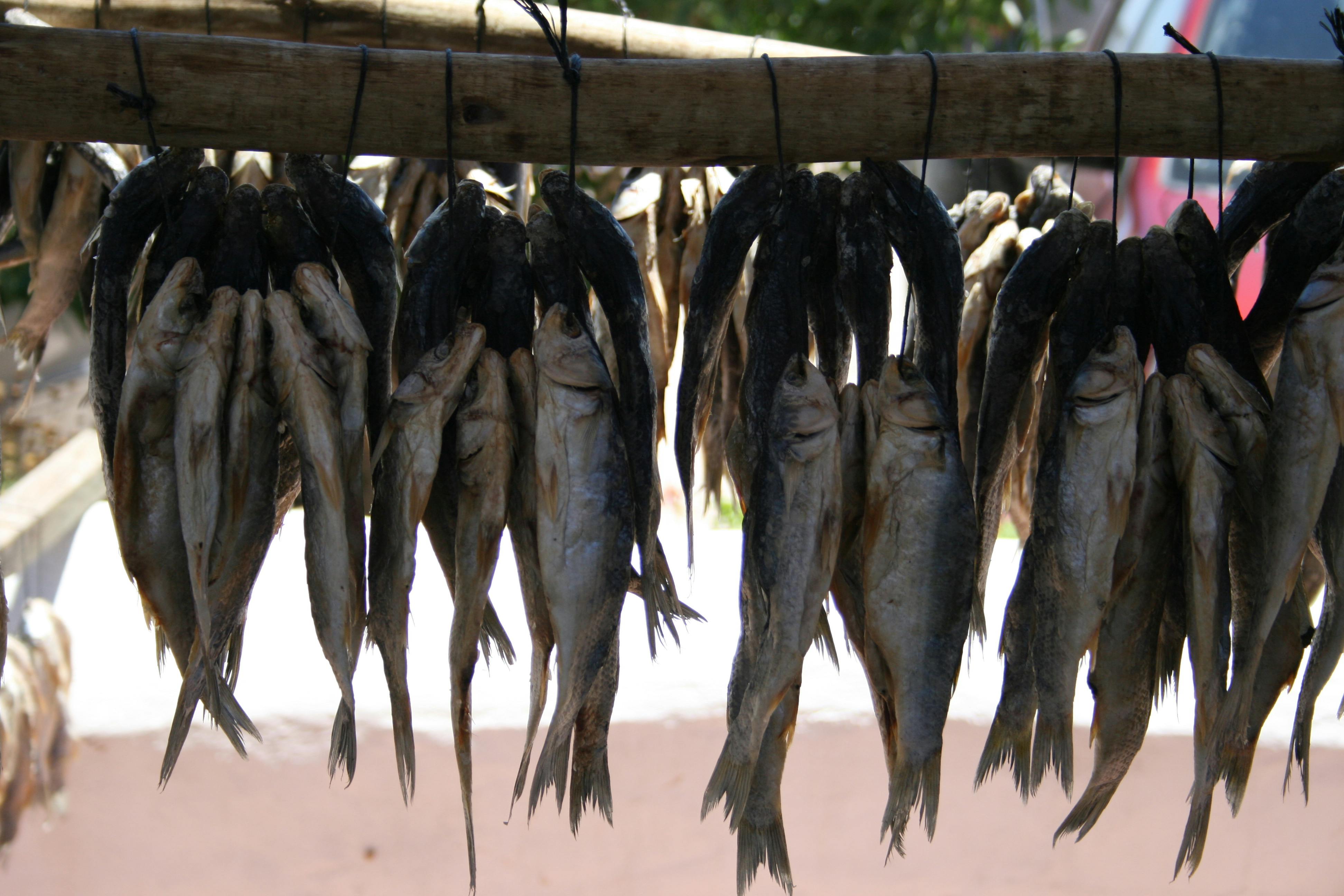 Free stock photo of bokoms, dried fish, fish