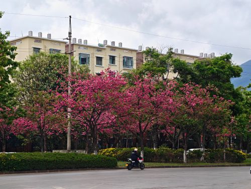 Free Vibrant pink blossoms adorn city trees, bringing life to an urban street scene. Stock Photo