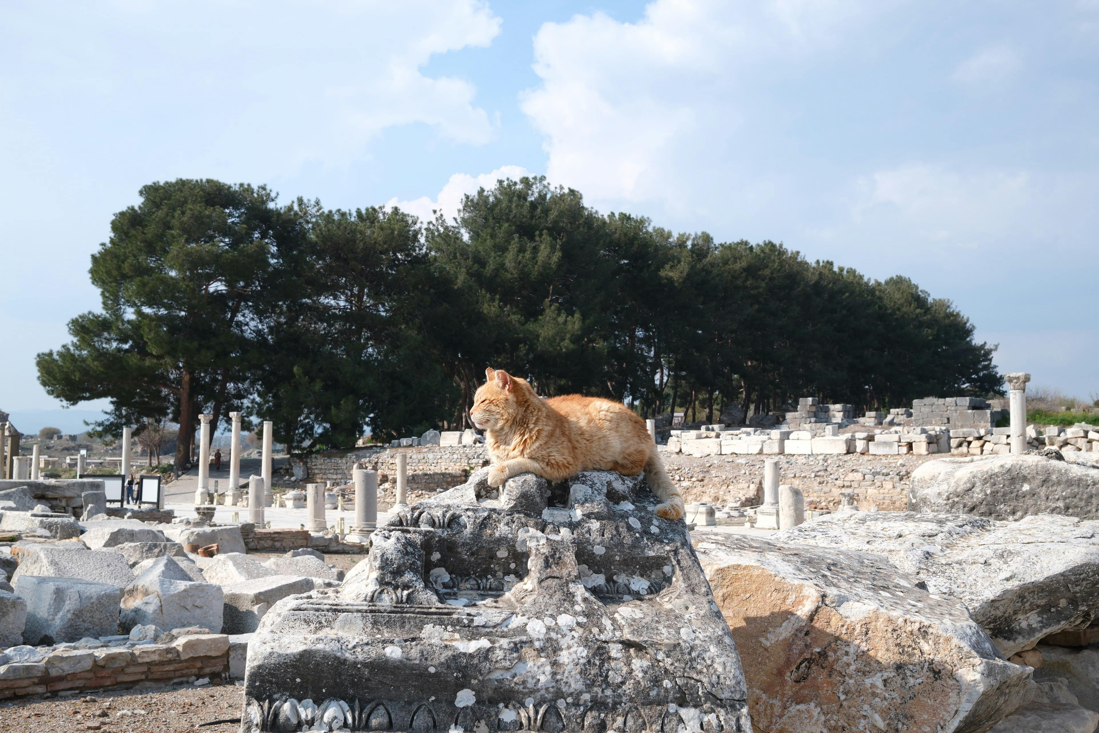 Ancient Palaces, a Cat Café, and KPop Demon Hunters—the Perfect Family Travel Itinerary for South Korea — Photo by berna on P