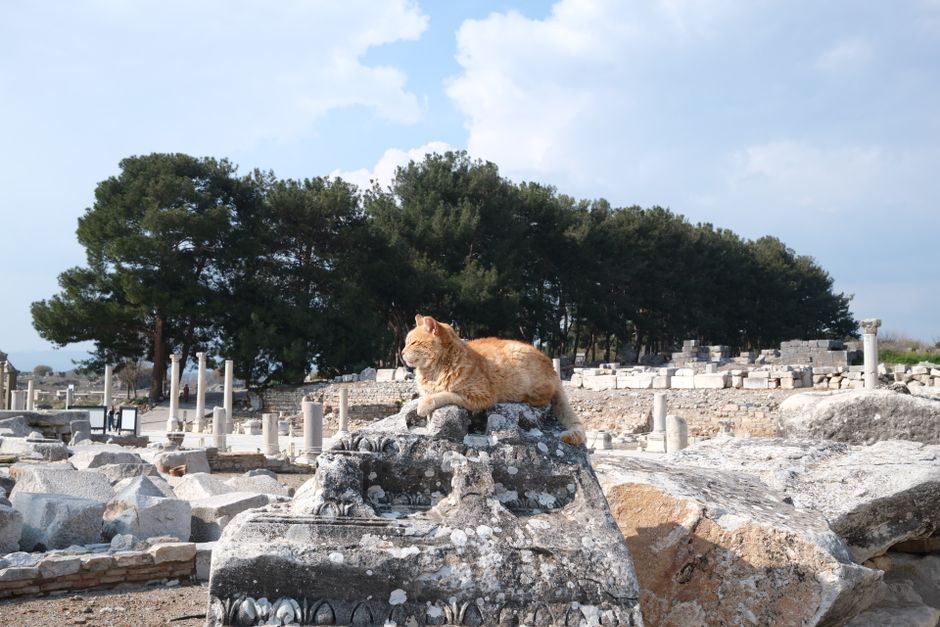 A ginger cat lounging on ancient ruins in İzmir, Türkiye, with a backdrop of lush trees.