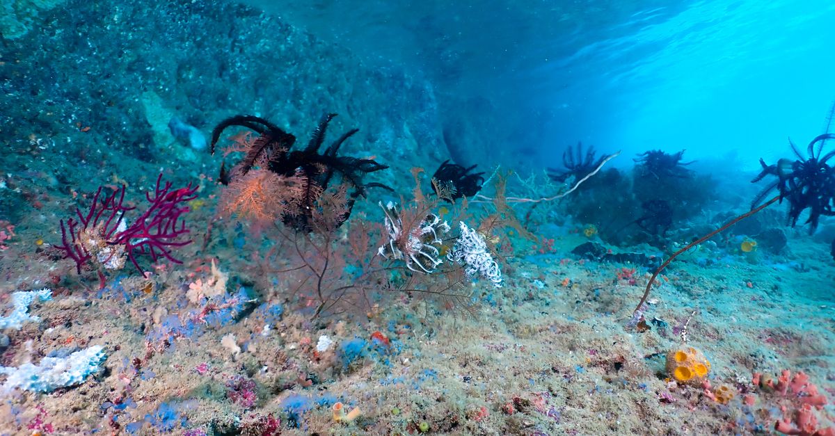 Temperaturas y oscuridad en las profundidades de la fosa de las Marianas Temperaturas y oscuridad en las profundidades de la fosa de las Marianas