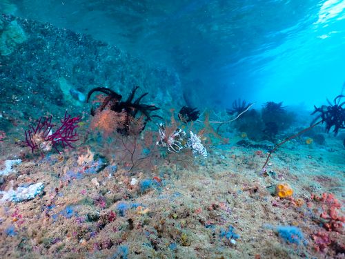Free Explore the vibrant underwater world of Indonesia's coral reefs featuring various marine life. Stock Photo