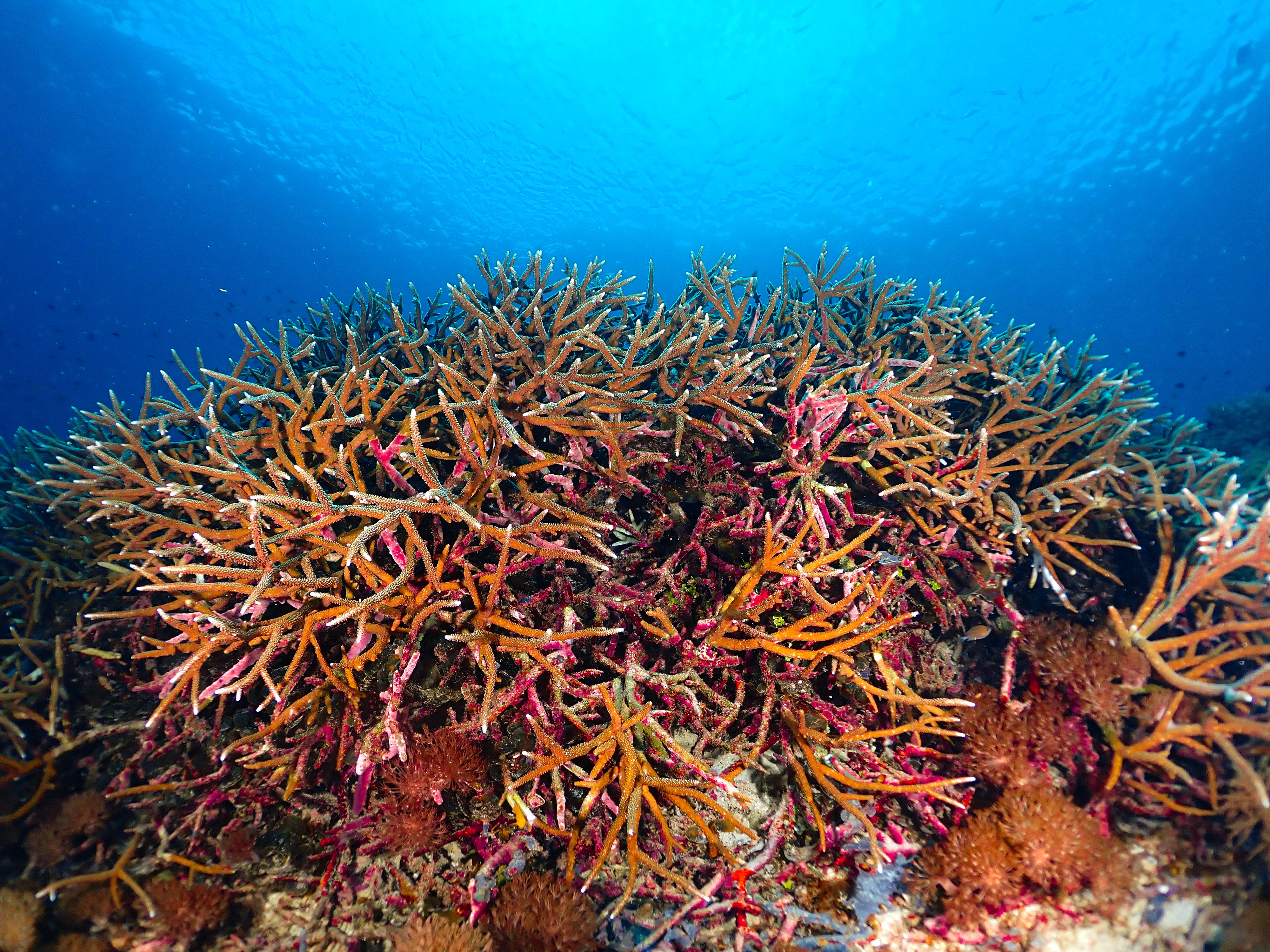 Colorful coral reef thriving in clear Indonesian seas, showcasing marine biodiversity.