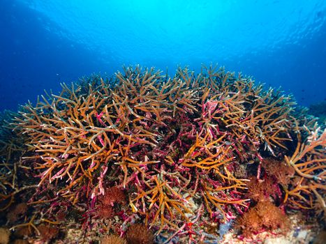 Colorful coral reef thriving in clear Indonesian seas, showcasing marine biodiversity.