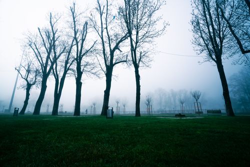 Free Foggy landscape in a park with bare trees and mist, creating a mysterious atmosphere Stock Photo