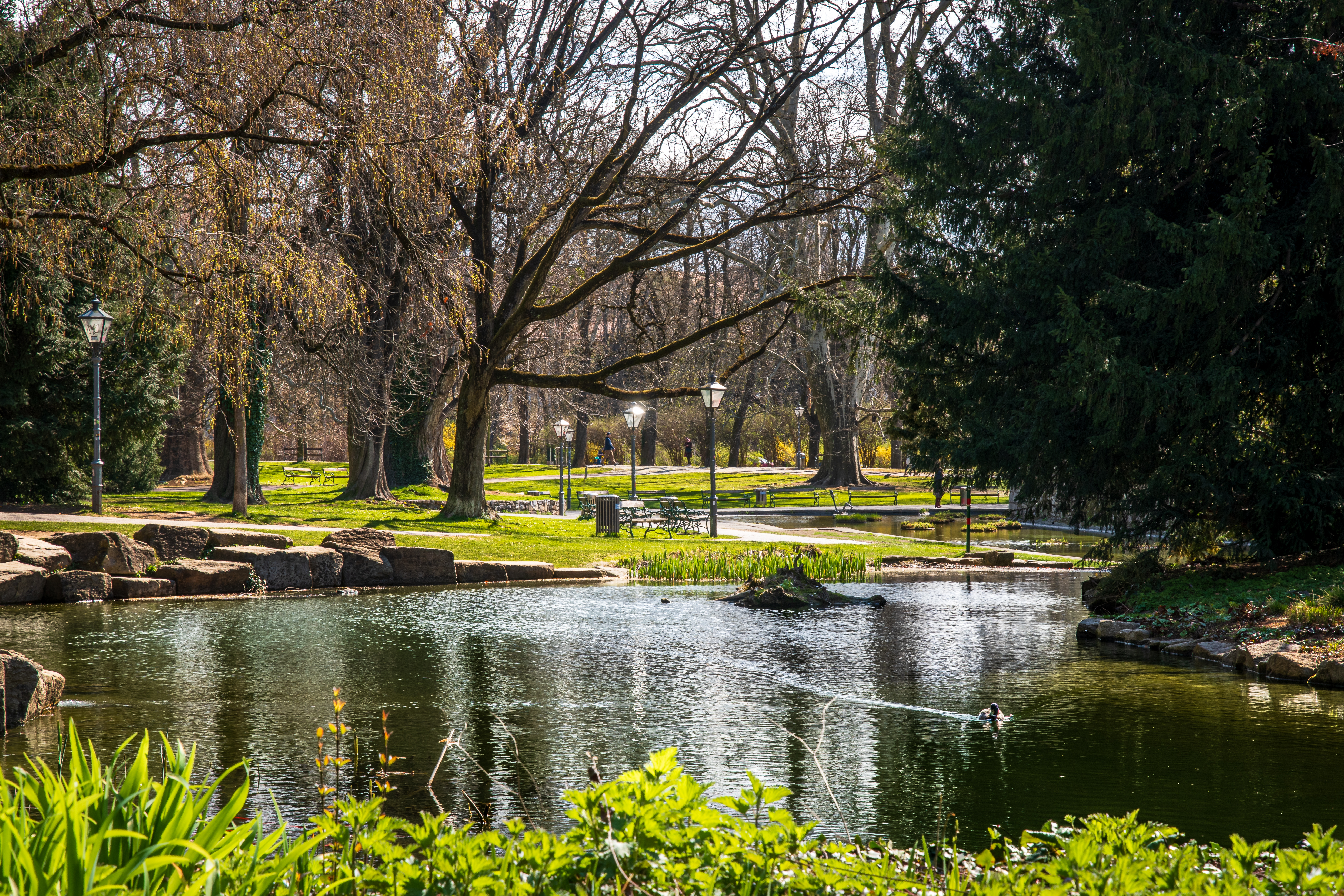 Tranquil Park Pond in Early Spring Scenery · Free Stock Photo