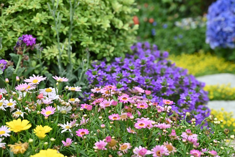 Monumentale potten met bloeiende oleanders. Monumentale potten met bloeiende oleanders.