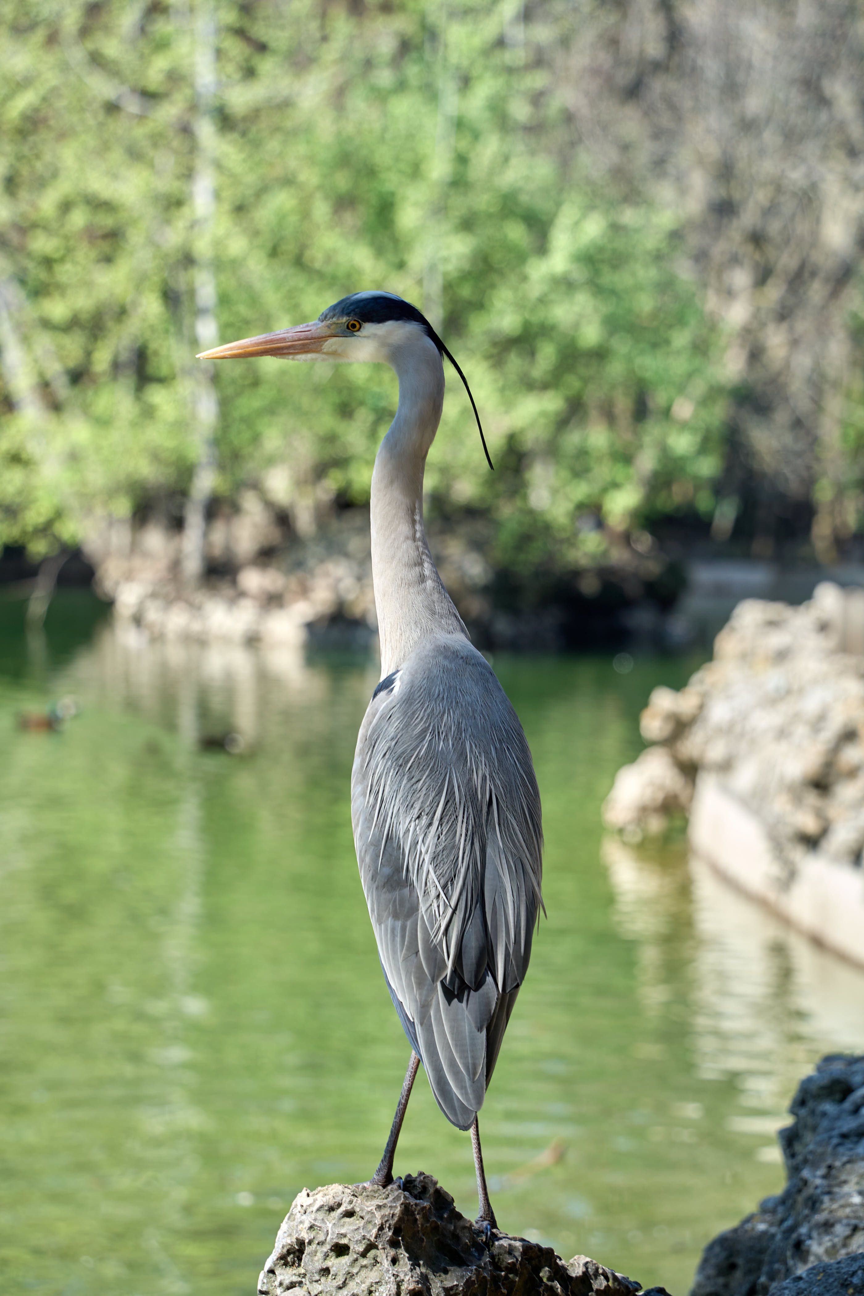 Elegant Great Blue Heron poised by a tranquil lakeside in Valladolid, Spain.