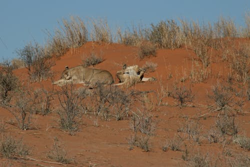 Free stock photo of animal, desert, lionesses