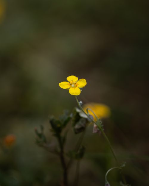 Free Close-up of a bright yellow flower in focus against a muted background, showcasing natural beauty. Stock Photo