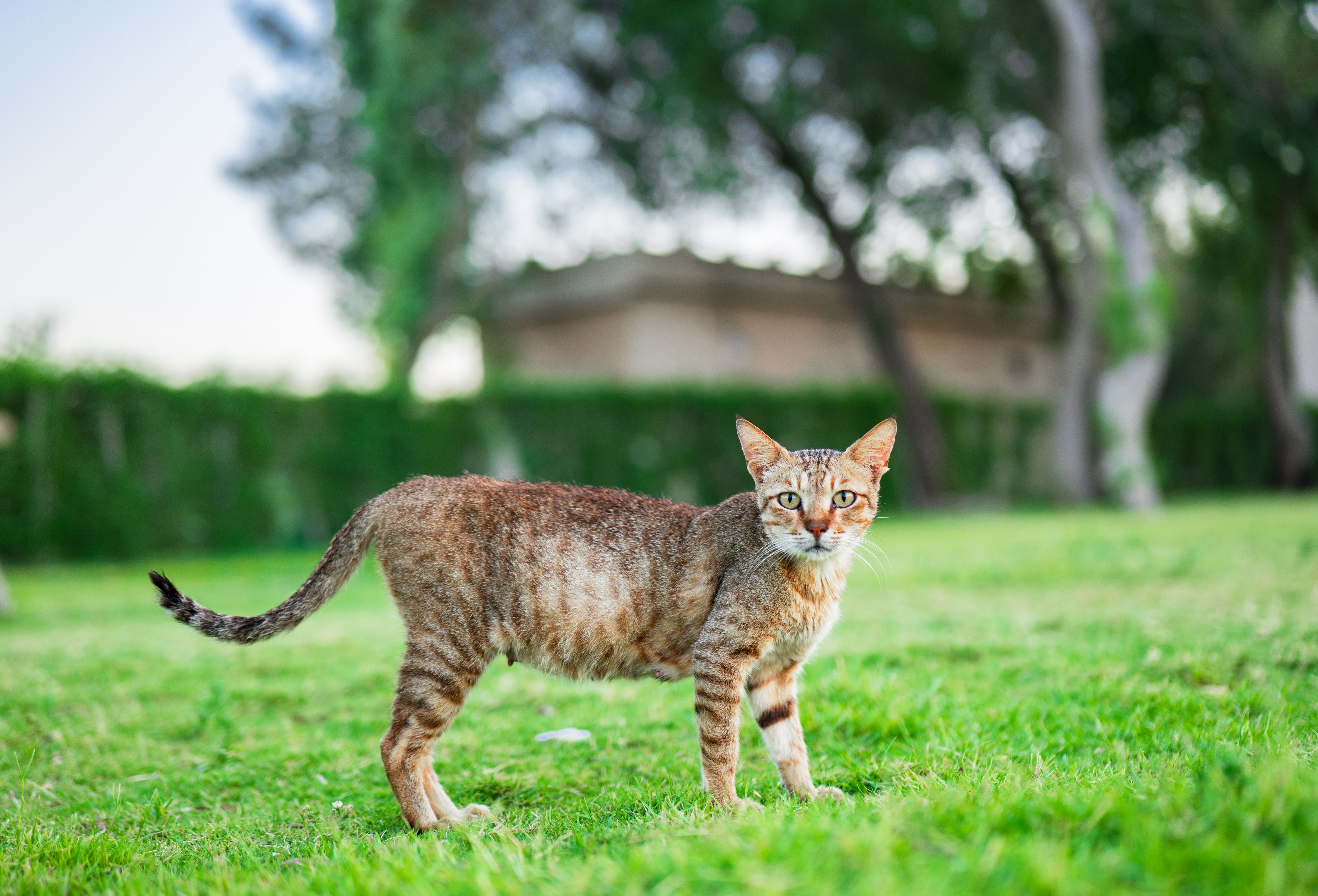 A beautiful tabby cat stands on green grass in a garden, with a blurred background of trees, in natural sunlight.