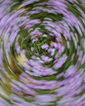 Dynamic motion capture of vibrant purple flowers in Ciudad de México park.