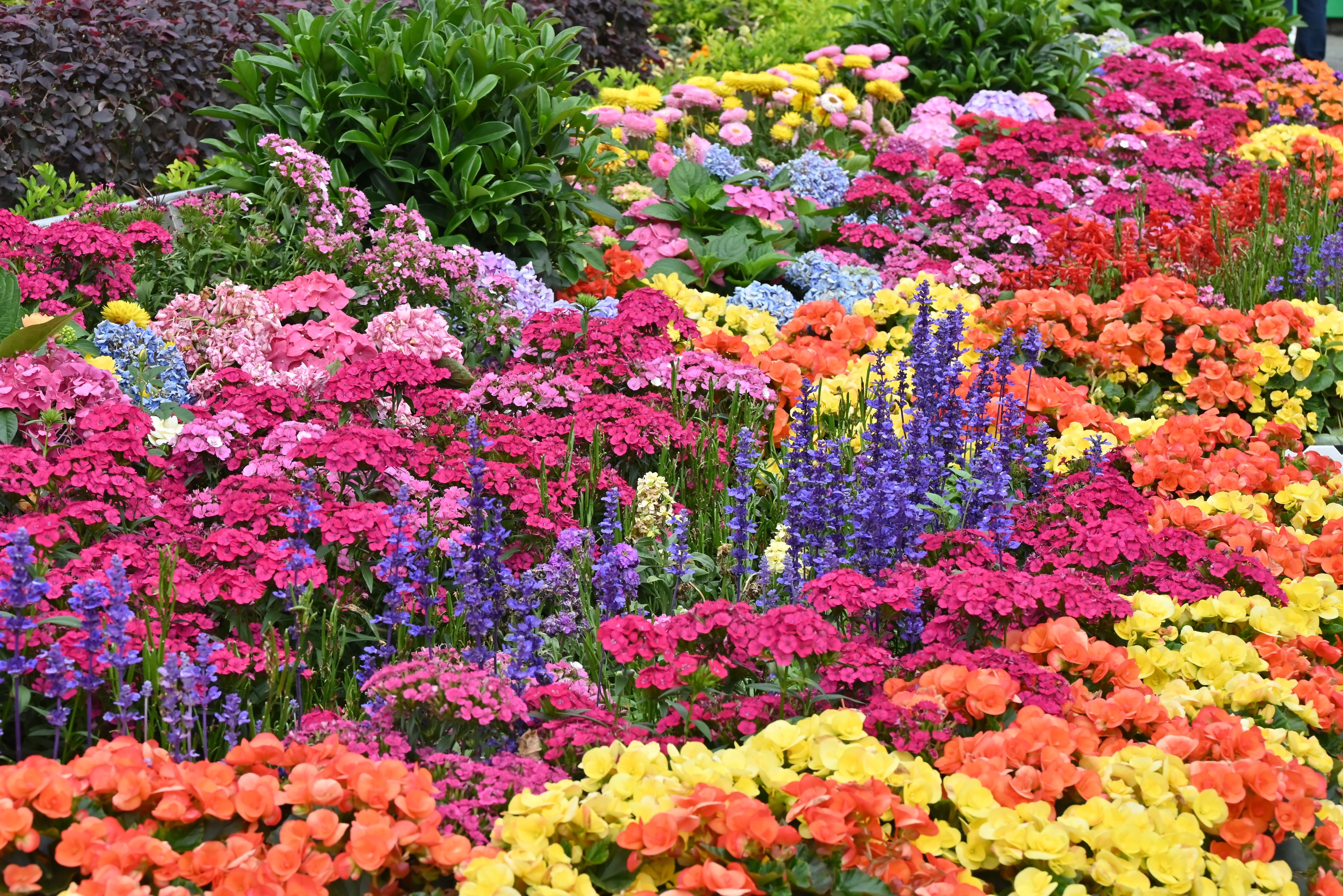 Chelsea Flower Show Chauffeur — chauffeur travel for the occasion