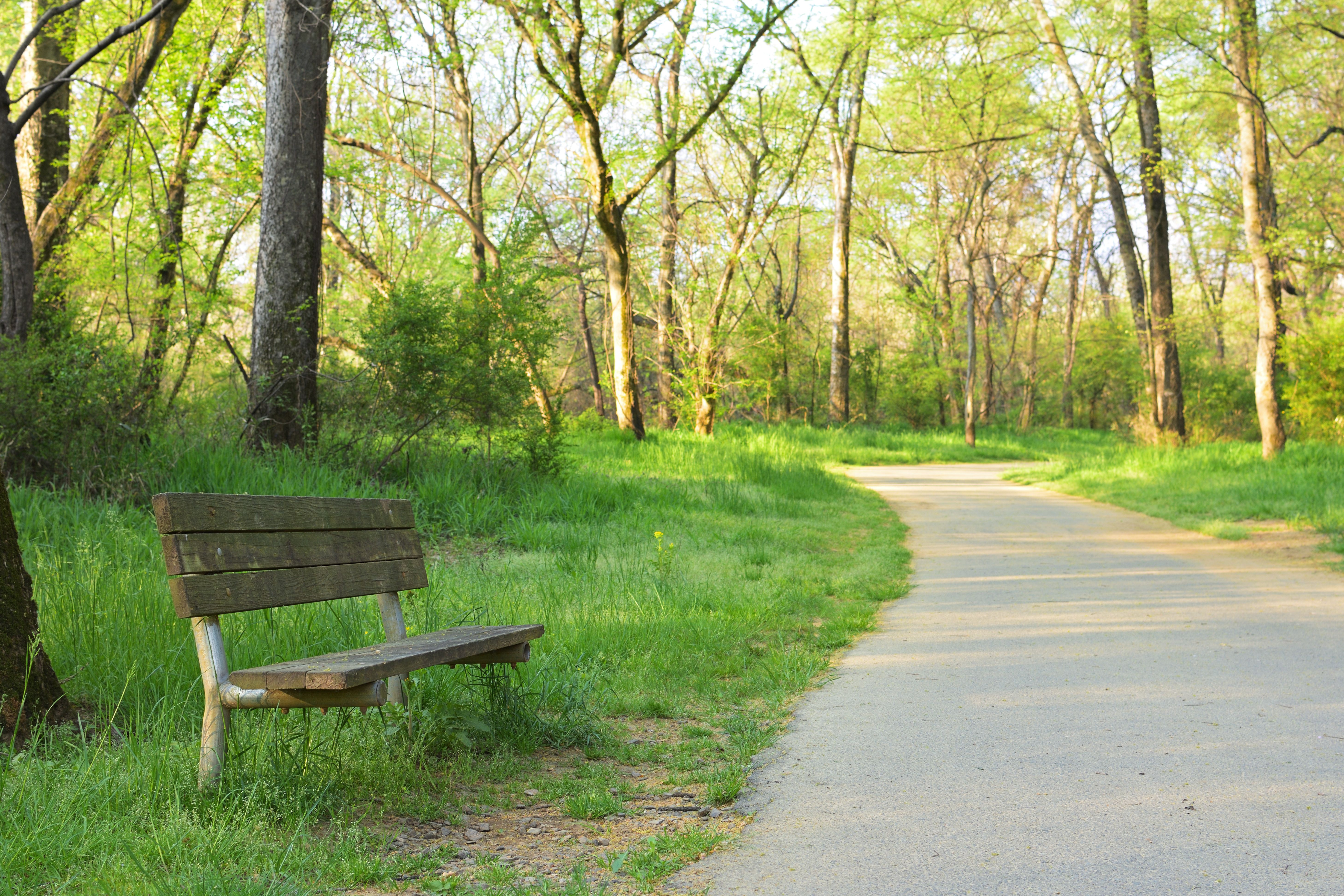 A peaceful morning view of a wooden bench by a pathway amidst lush springtime trees in Charlotte, NC.