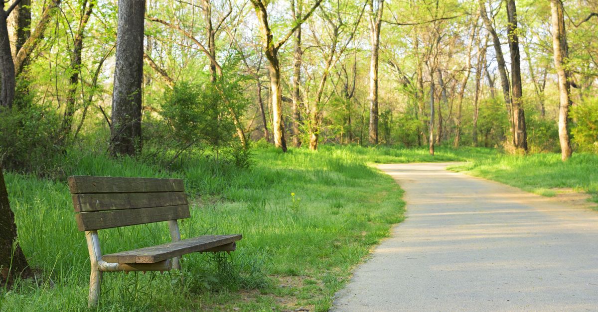 A peaceful morning view of a wooden bench by a pathway amidst lush springtime trees in Charlotte, NC.