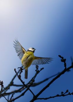 A Blue Tit bird captured mid-flight against a clear blue sky, perched on a budding branch.