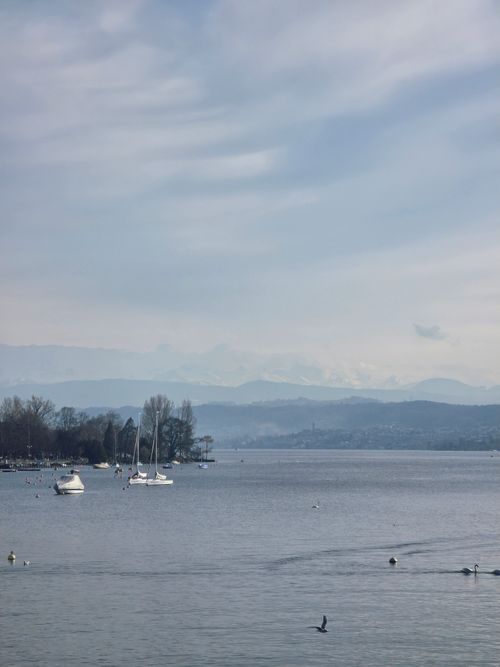 Free Tranquil view of sailboats on Lake Zurich against a backdrop of the distant Alps. Stock Photo