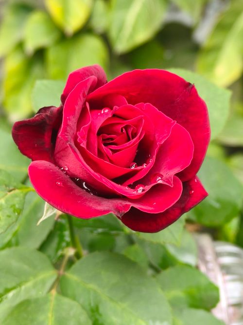 Free A close-up of a vibrant red rose blooming with dew drops, showcasing nature's beauty. Stock Photo