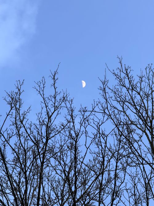 Free Moon rising above bare tree branches against a serene blue sky, capturing nature's simplicity. Stock Photo