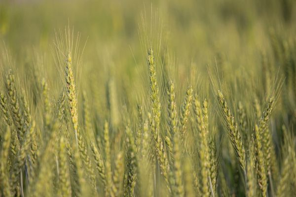 Agronomist reviewing field data in a wheat field