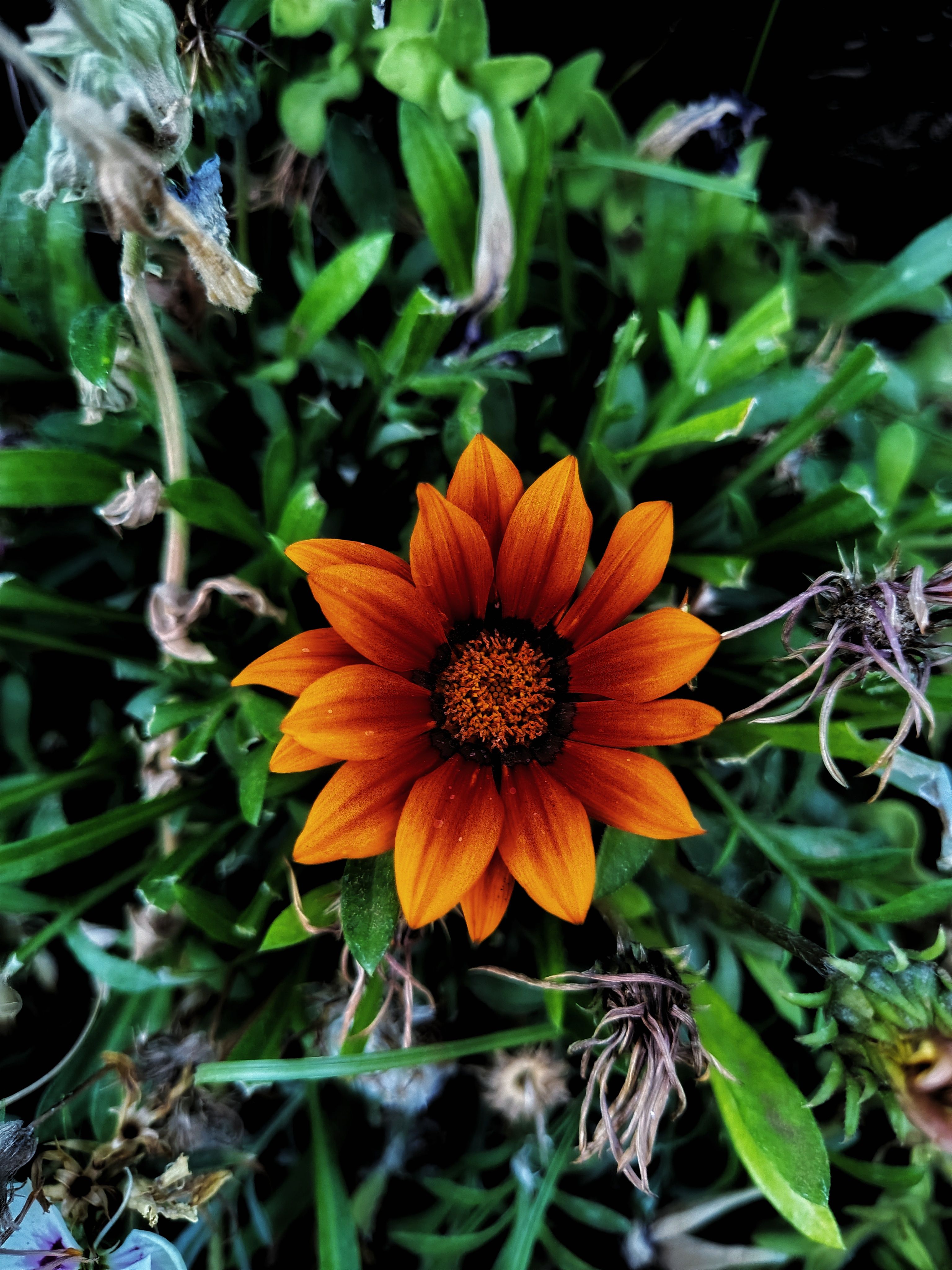 Close-up of a vibrant orange gazania flower surrounded by lush greenery in Anand, India.