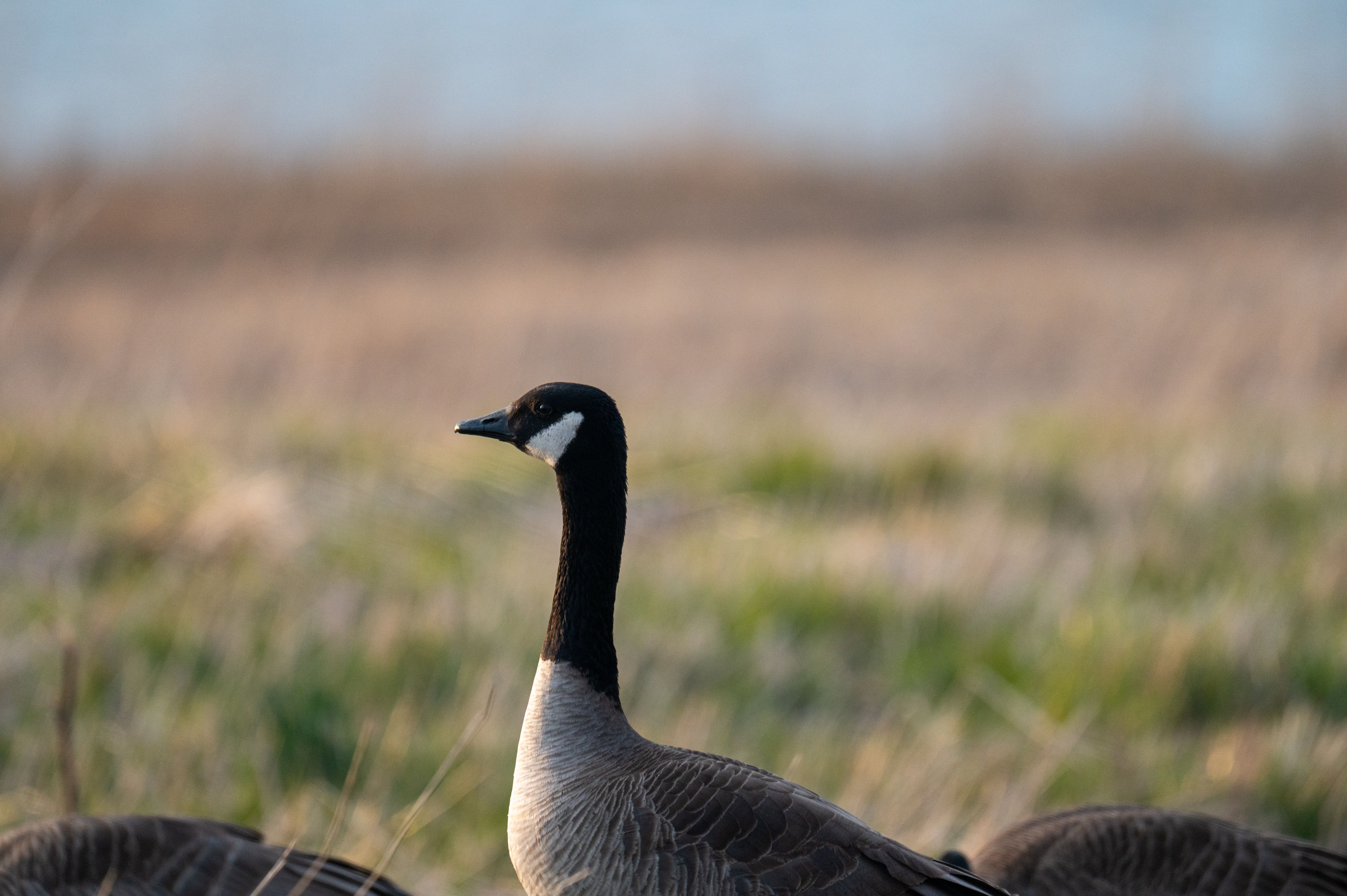Close-up of a Canadian Goose in Natural Habitat · Free Stock Photo
