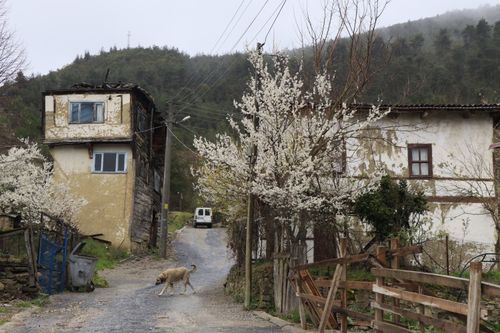 Free Charming village street scene with old houses and blossoming trees in springtime. Stock Photo