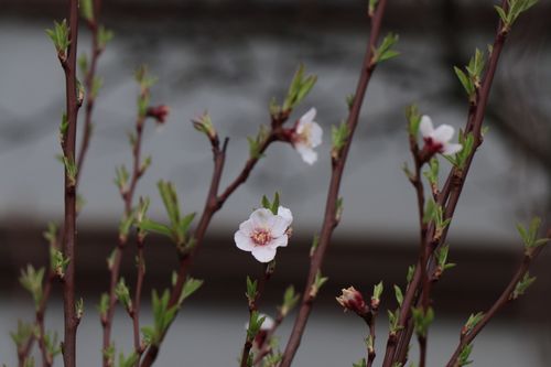 Free Close up of delicate spring blossoms with budding leaves on branches, symbolizing renewal and growth. Stock Photo