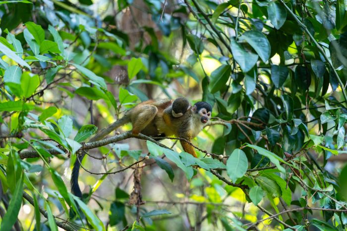 Monkey perched on a branch in a dense tropical rainforest