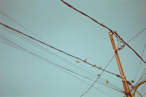 Electric Post and Flock of Brown Birds Preached on Power Line