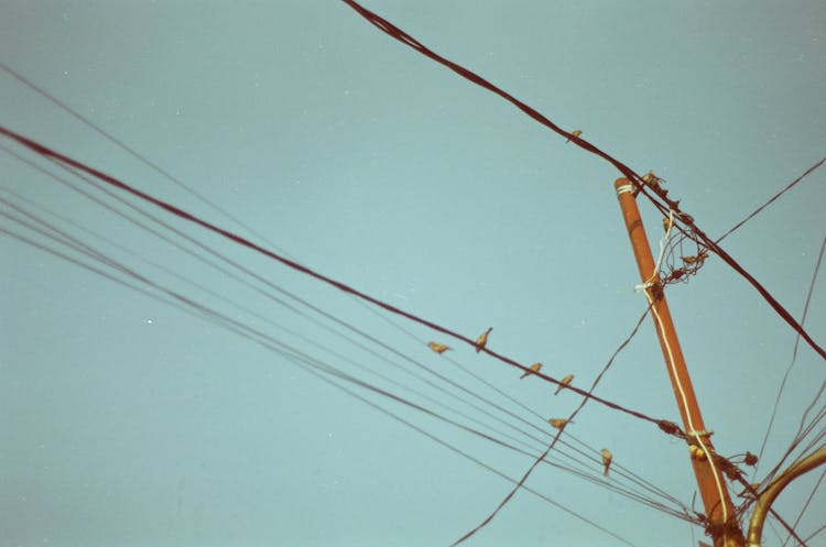 Electric Post And Flock Of Brown Birds Preached On Power Line