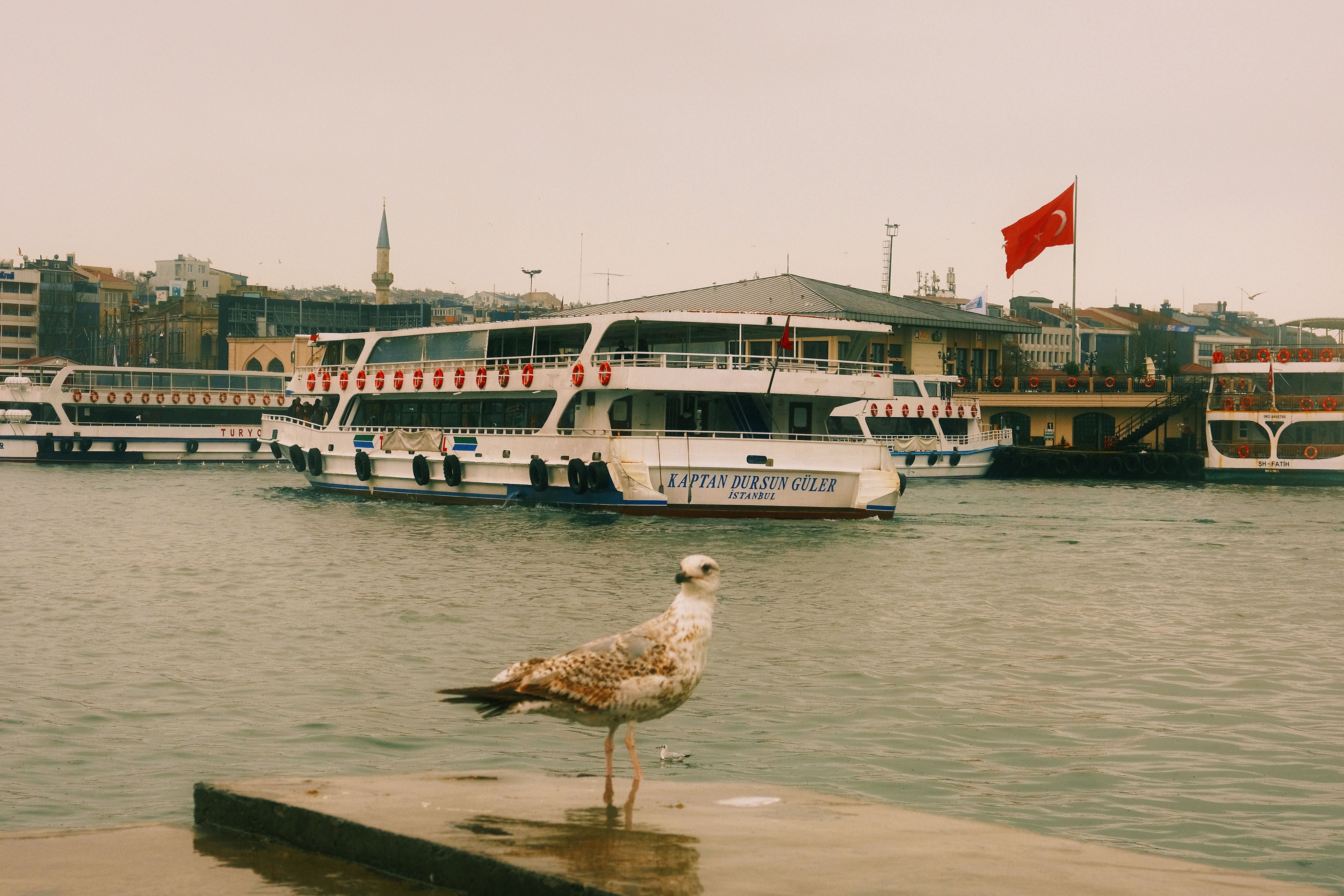 A seagull stands on a dock with ferries and Turkish flag in İstanbul, Türkiye.