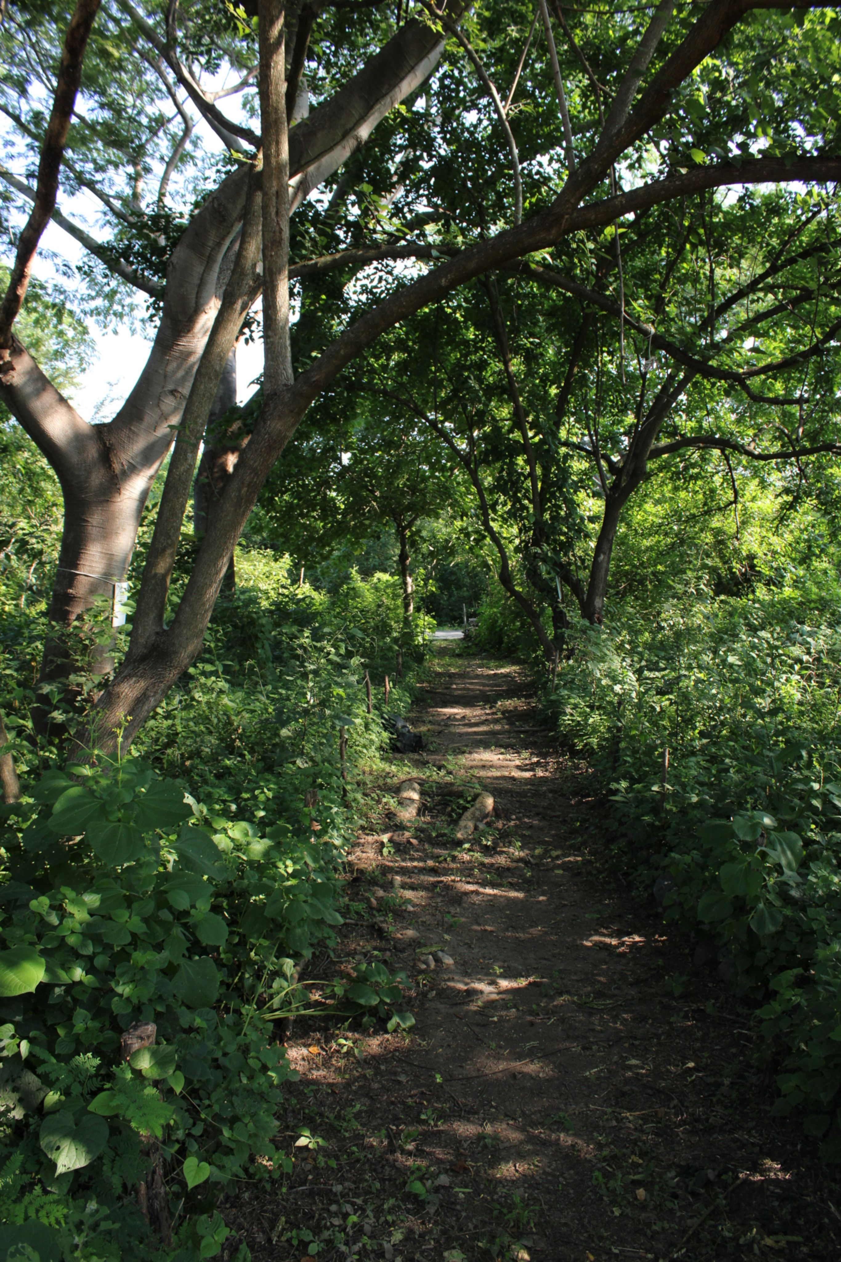 Serene Forest Path Under Lush Green Canopy · Free Stock Photo
