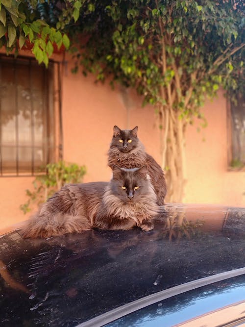 Две коричневые кошки, сидящие на оранжевом размытом фоне