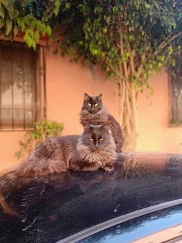 两只毛茸茸的家猫正坐在汽车引擎盖上，享受着宁静的户外环境