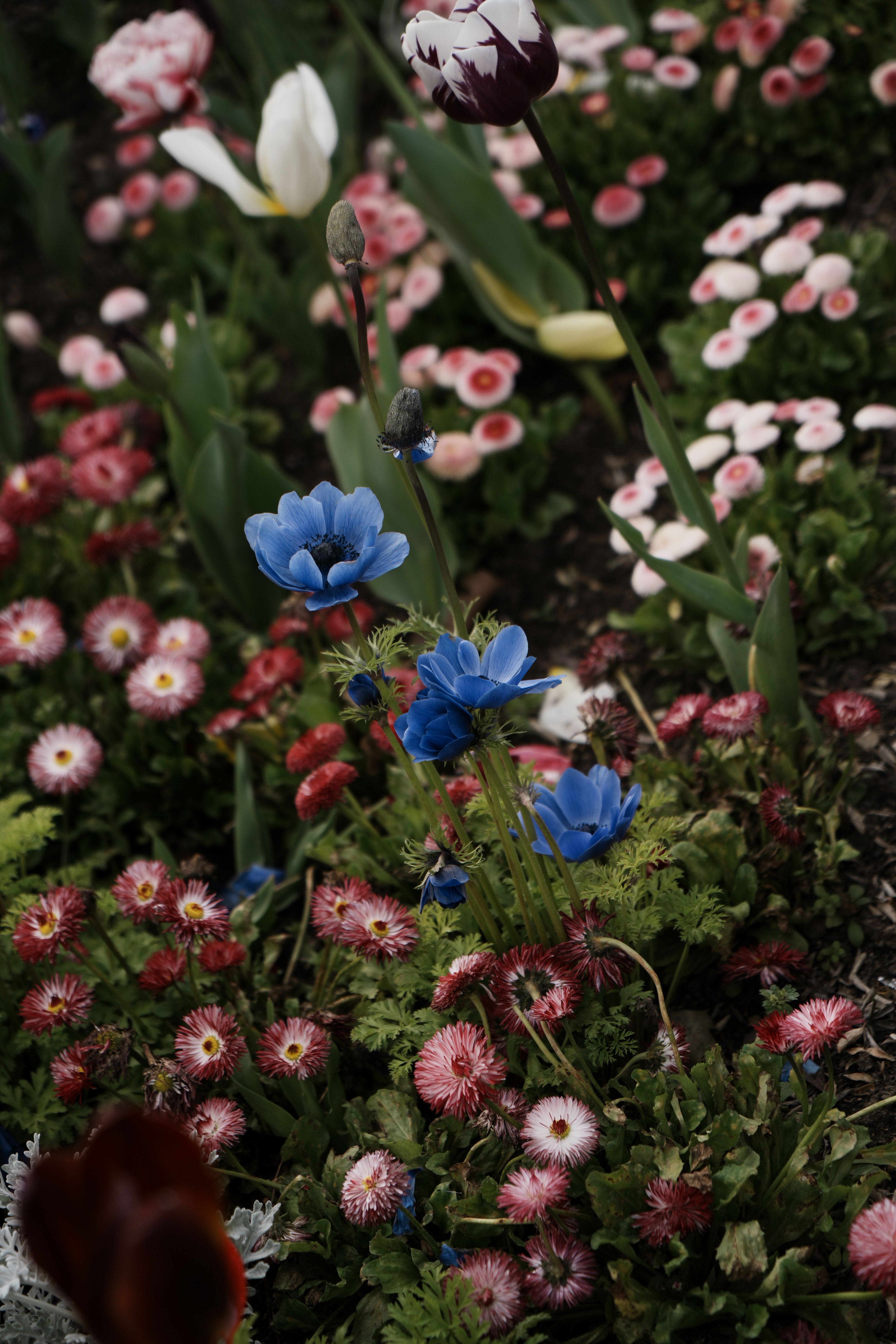 Colorful Spring Flower Bed with Tulips and Daisies · Free Stock Photo