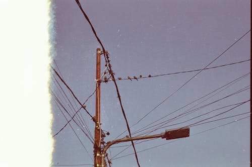 電柱の鳥の群れ