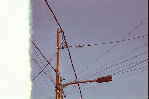 Flock of Birds on Utility Post