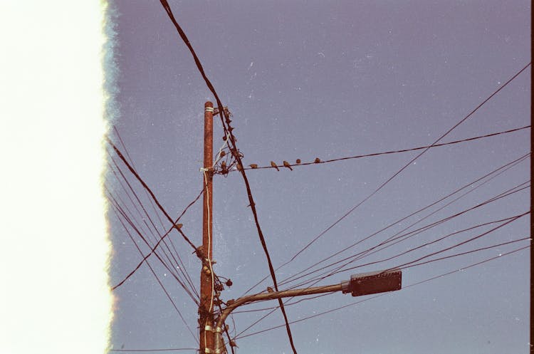 Flock Of Birds On Utility Post