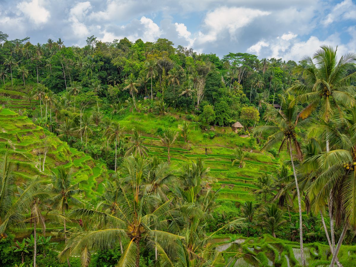 7 Day Path to Happiness Retreat in Ubud, Bali 3
