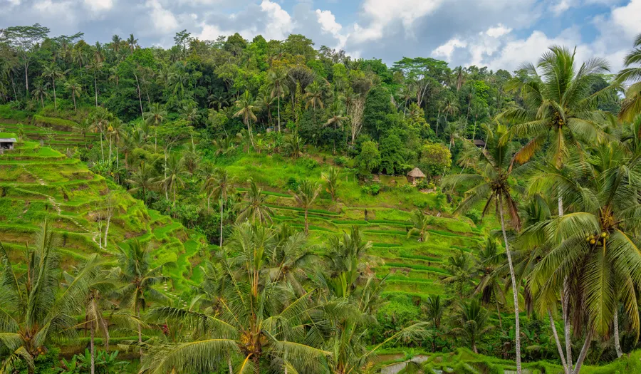 Rizières de Tegalalang