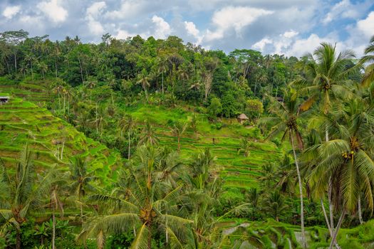 Munduk waterfalls and coffee plantation — Bali