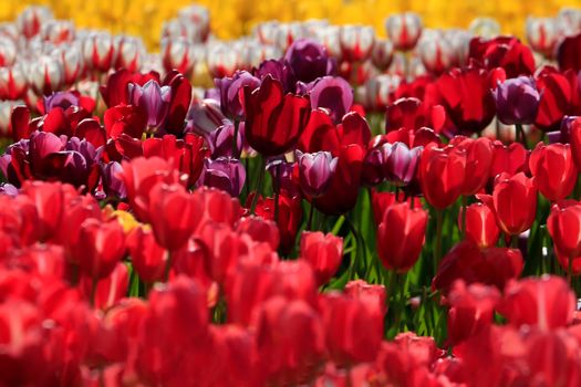 A stunning display of red, purple, and yellow tulips in full bloom on a sunny day.
