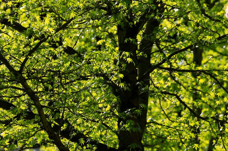 Vibrant green leaves fill the tree canopy under bright sunlight, creating a serene natural scene.