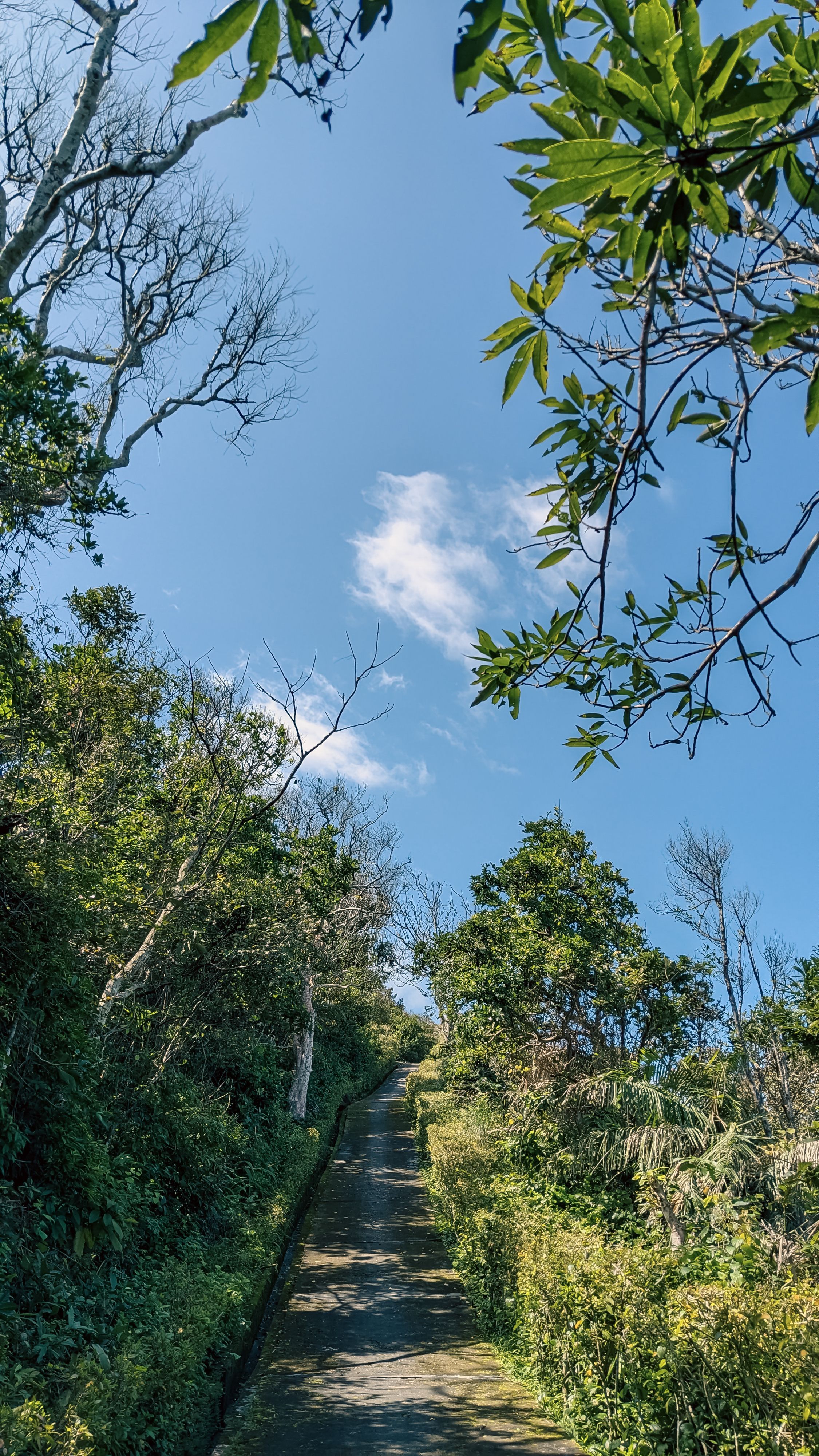 Scenic Pathway Through Lush Greenery in Da Nang