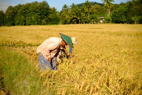 Free Two farmers harvesting rice in Mae Hong Son, Thailand, illustrating traditional agriculture practices. Stock Photo