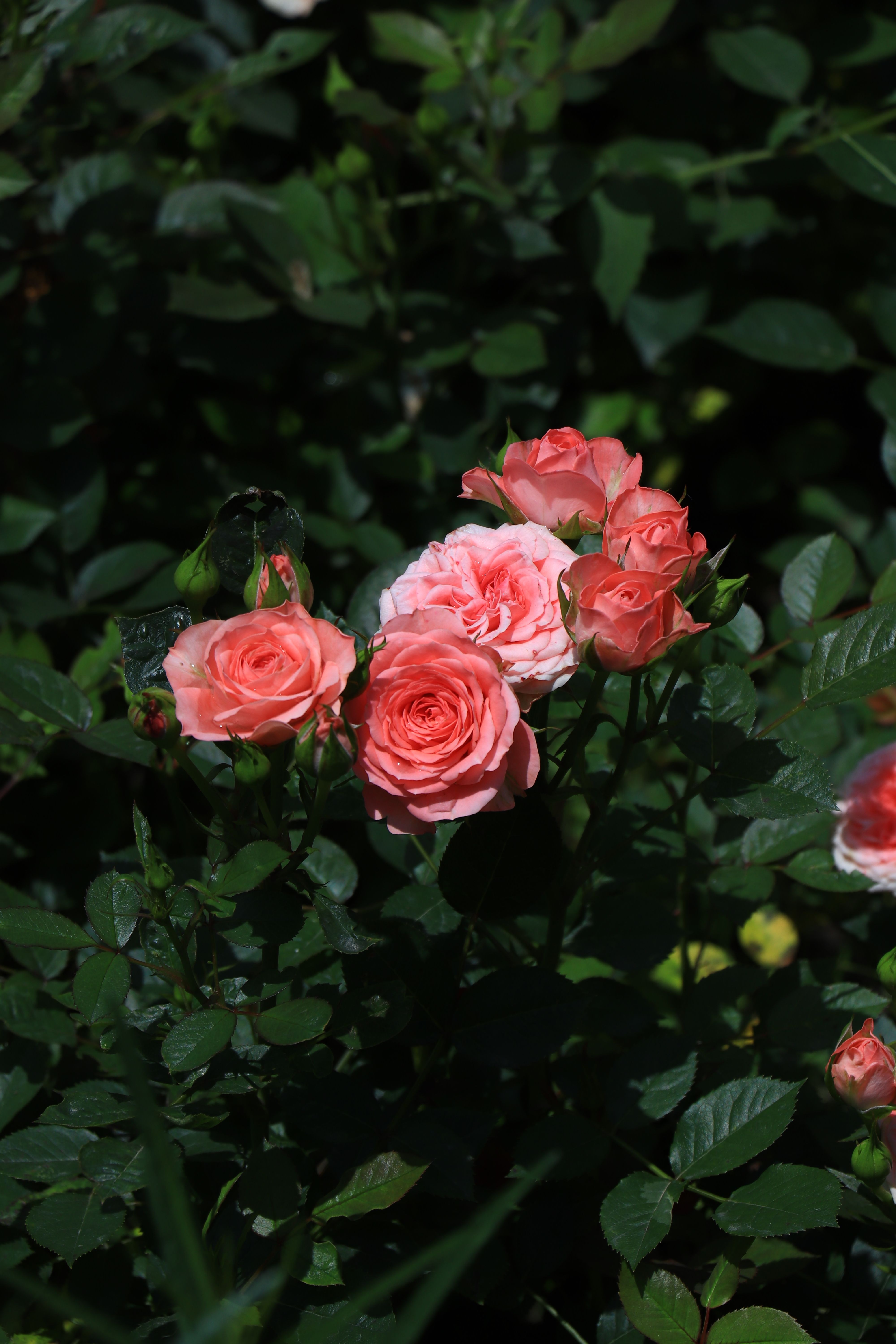 Vibrant Pink Roses Blooming in a Garden · Free Stock Photo