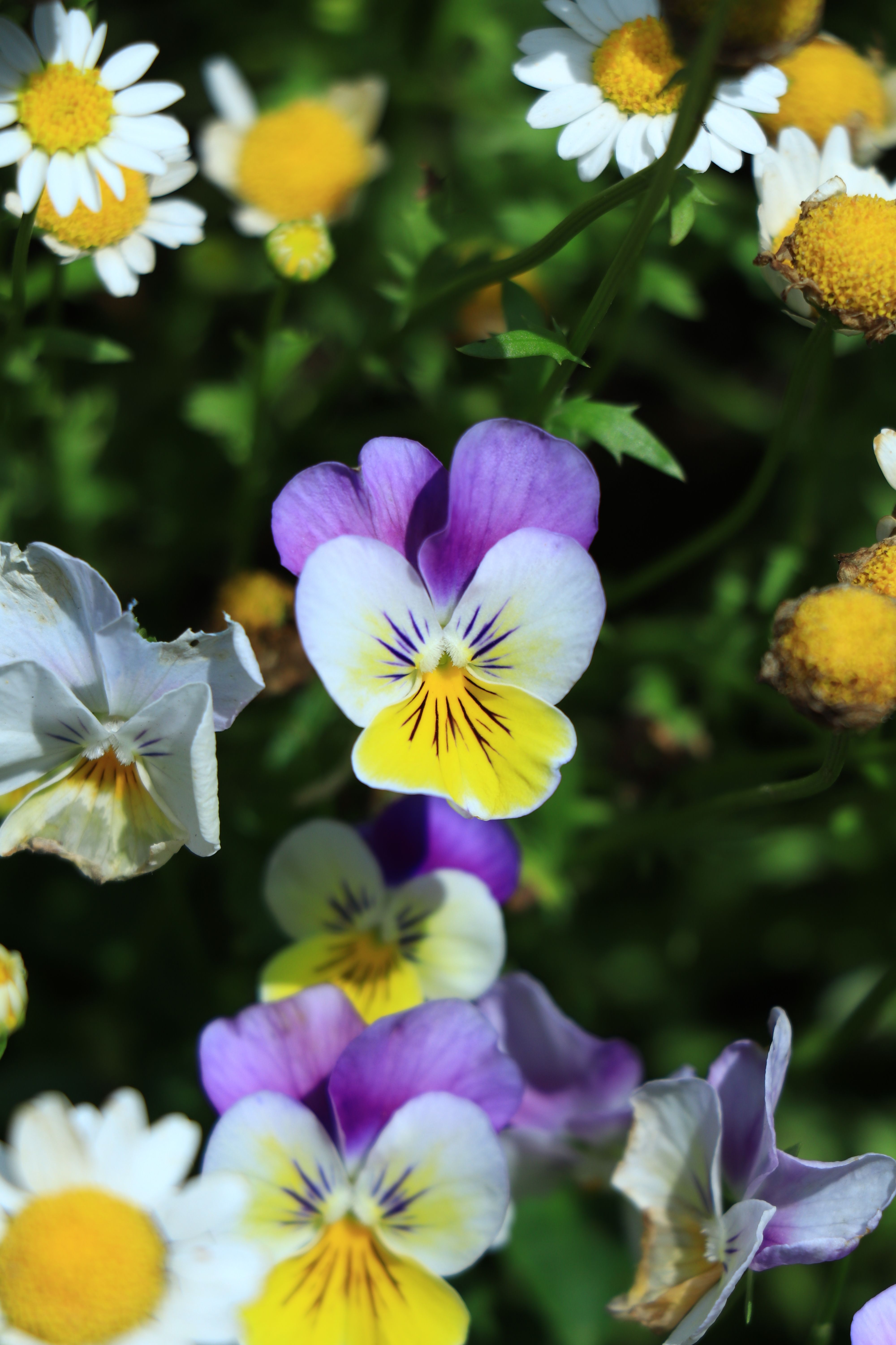 Vibrant Spring Flowers in Bloom Close-up · Free Stock Photo